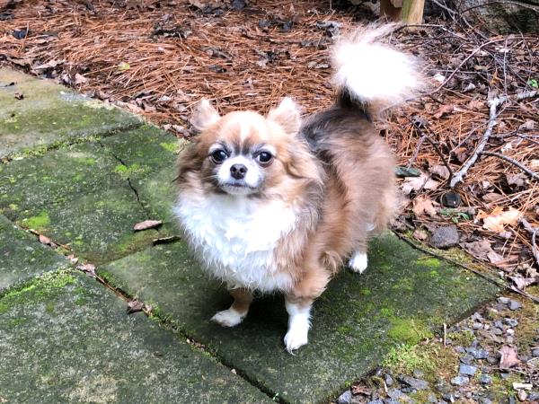/Images/uploads/Humane Rescue Alliance/HRACalendarPhotoContest/entries/8508thumb.jpg